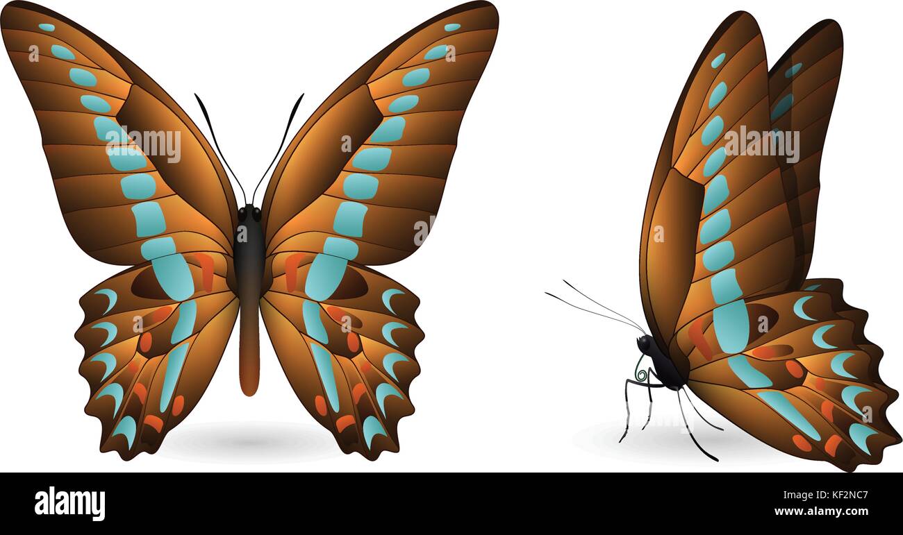 Set of colorful butterflies. Front and side view Stock Vector Image ...