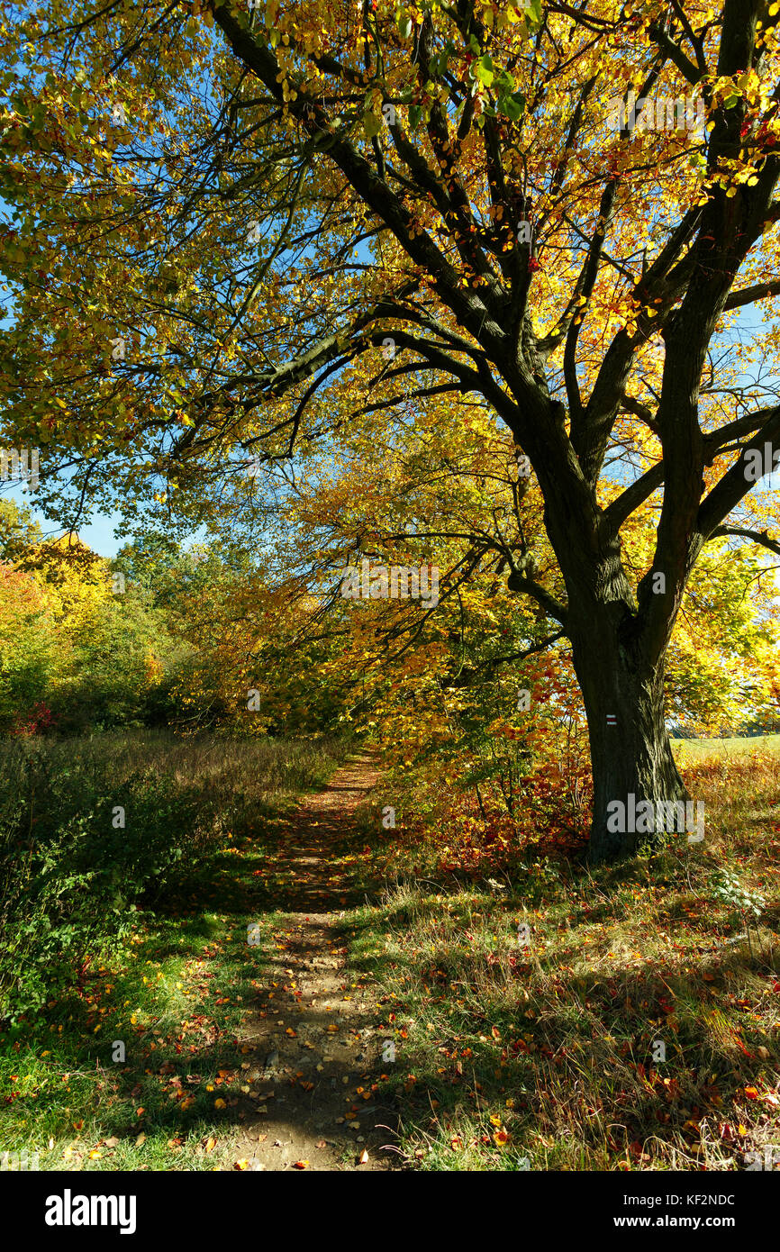 Autumn in park, landscape with fall colored trees and blue sky in sunny ...