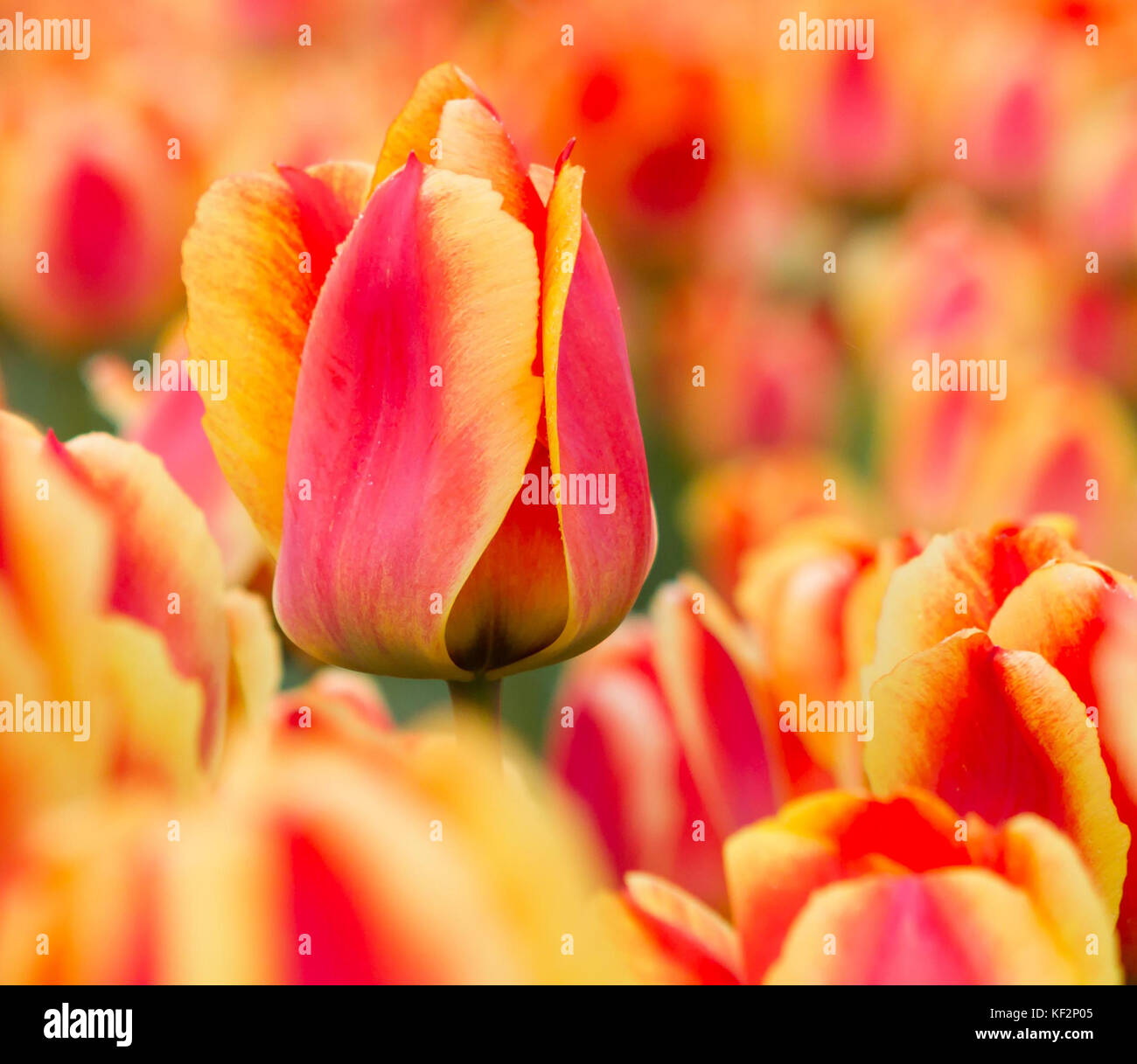 Flowers from Holland Stock Photo Alamy