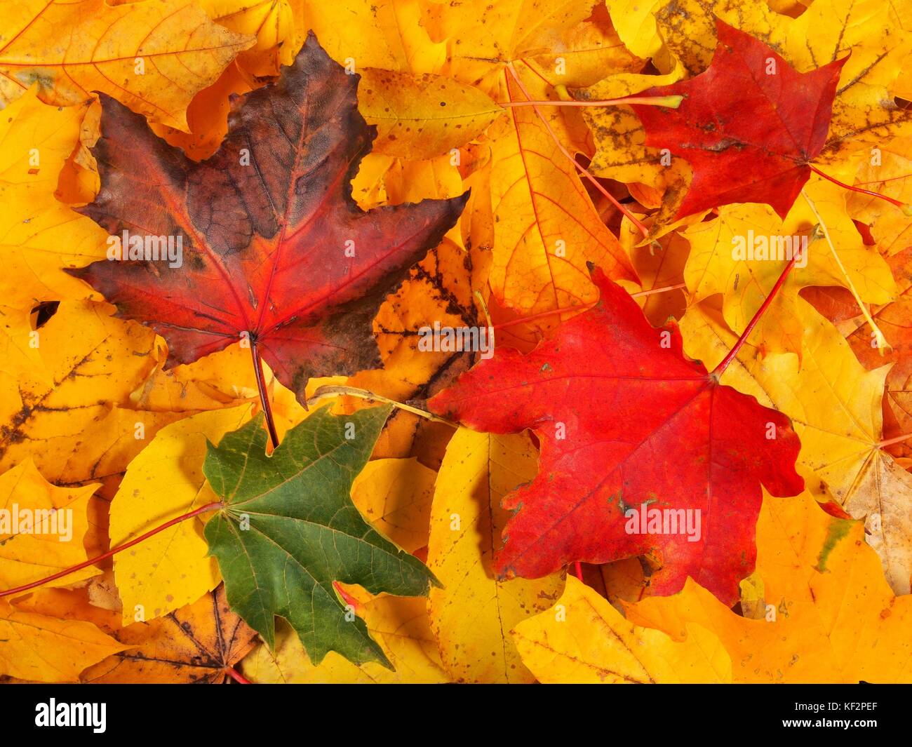 Set of maple leaves in autumn, can be used as a background Stock Photo