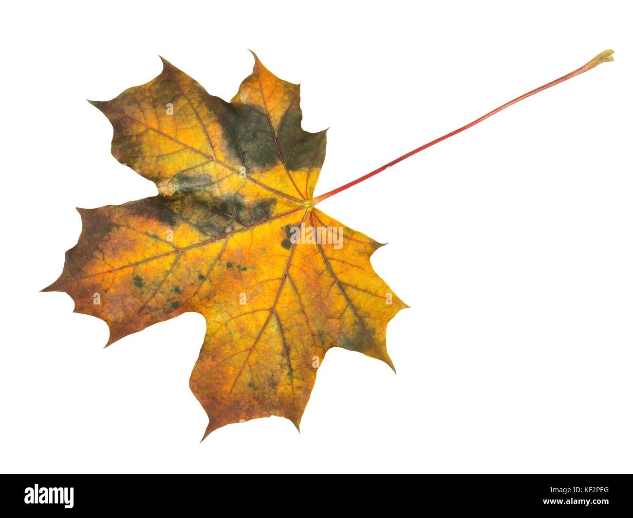 Maple leaf in autumn isolated on white background Stock Photo - Alamy