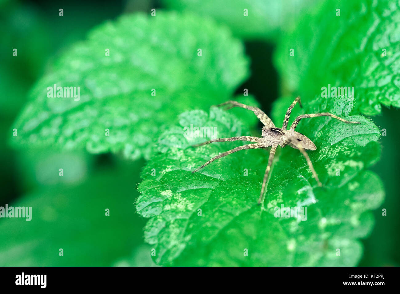 Nursery Web Spider Sitting On Green Leaf In Garden Stock Photo - Alamy