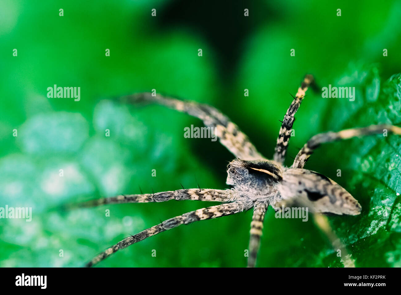 Nursery Web Spider Sitting On Green Leaf In Garden Stock Photo - Alamy