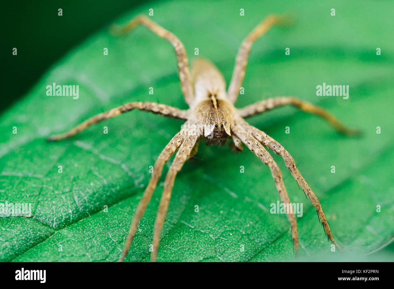 Nursery Web Spider Sitting On Green Leaf In Garden Stock Photo - Alamy