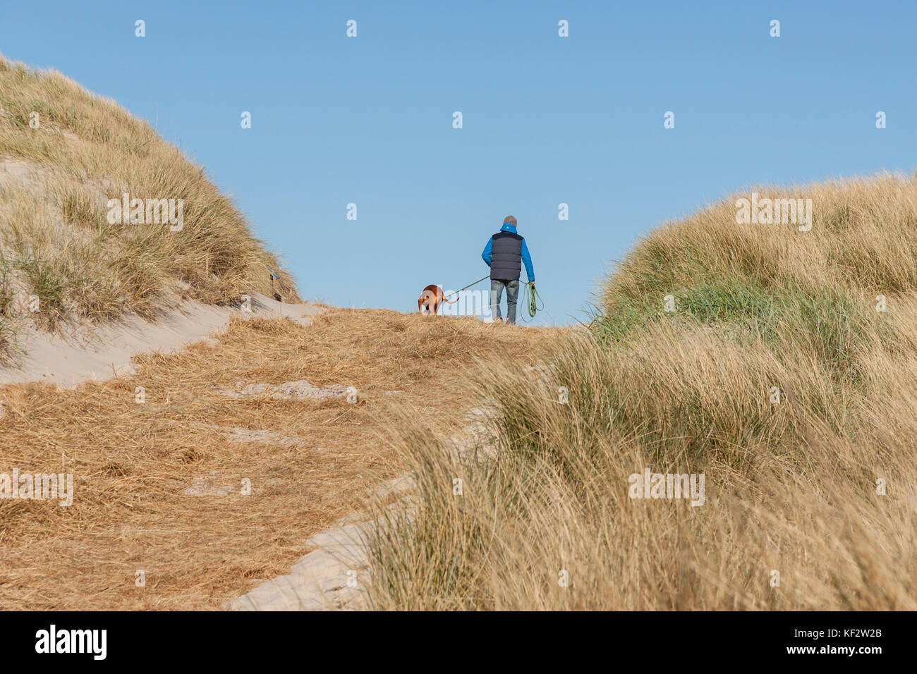 Walking with a dog in Holmsland Klit Denmark, Europe Stock Photo Alamy