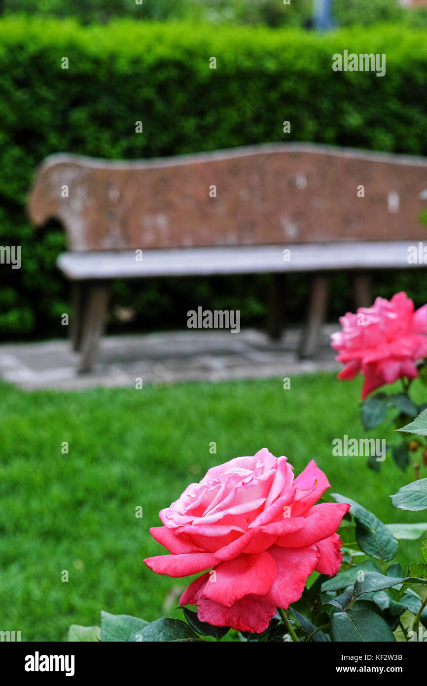 Rose garden with park bench. Bright pink roses, artistic wooden seat in a green garden. Stock Photo