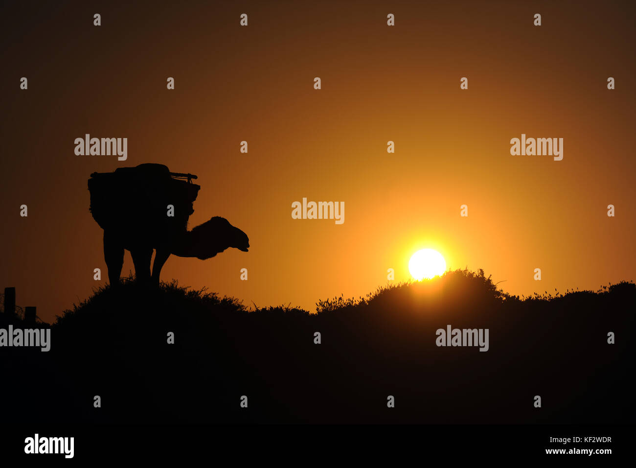 camel at sundown Stock Photo