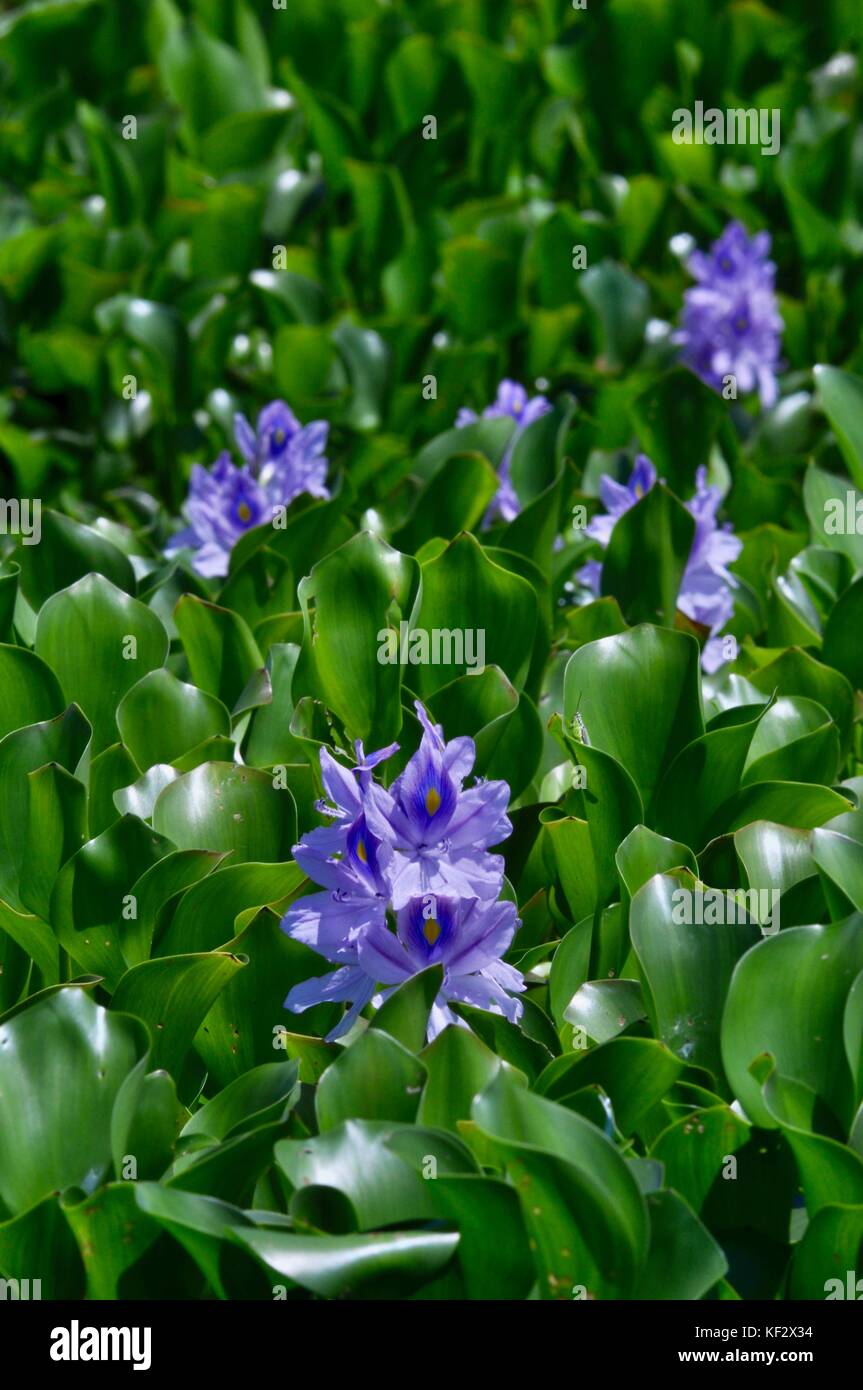 Invasive Species Australia High Resolution Stock Photography and Images