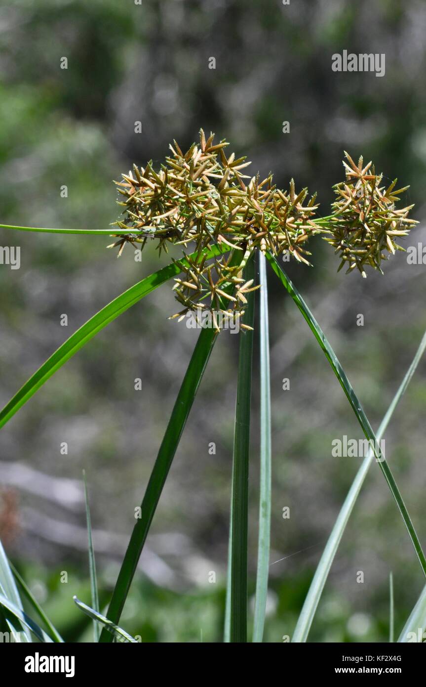 Wetland grass with seed head on the Ross River, Townsville, Queensland