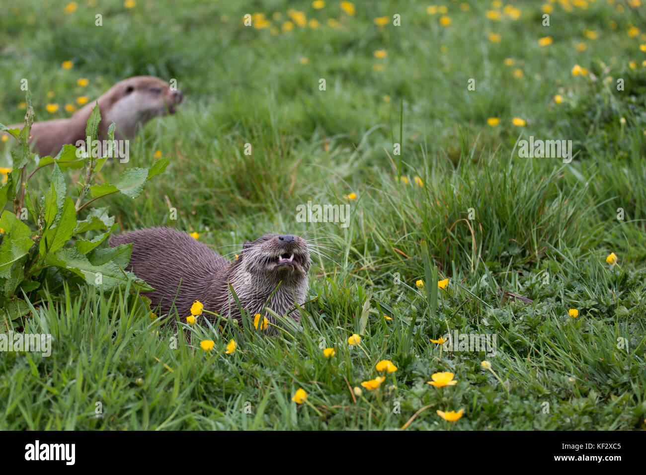 Happiest otter on the planet ! Takin in Devon, UK Stock Photo