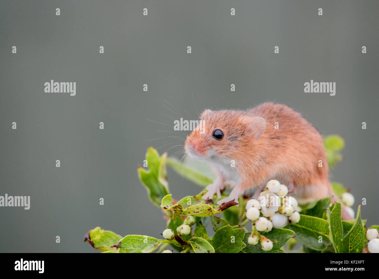 Field Mouse Stock Photos & Field Mouse Stock Images Alamy