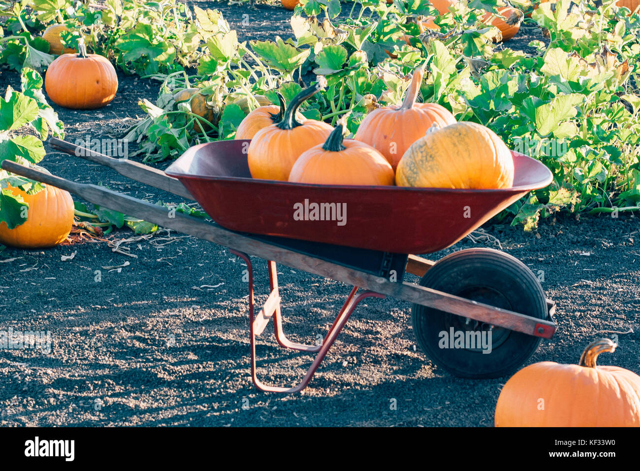 Fairytale pumpkins on a vine at golden hour in a pumpkin patch symbolizing October, November, Fall, or Autumn Stock Photo