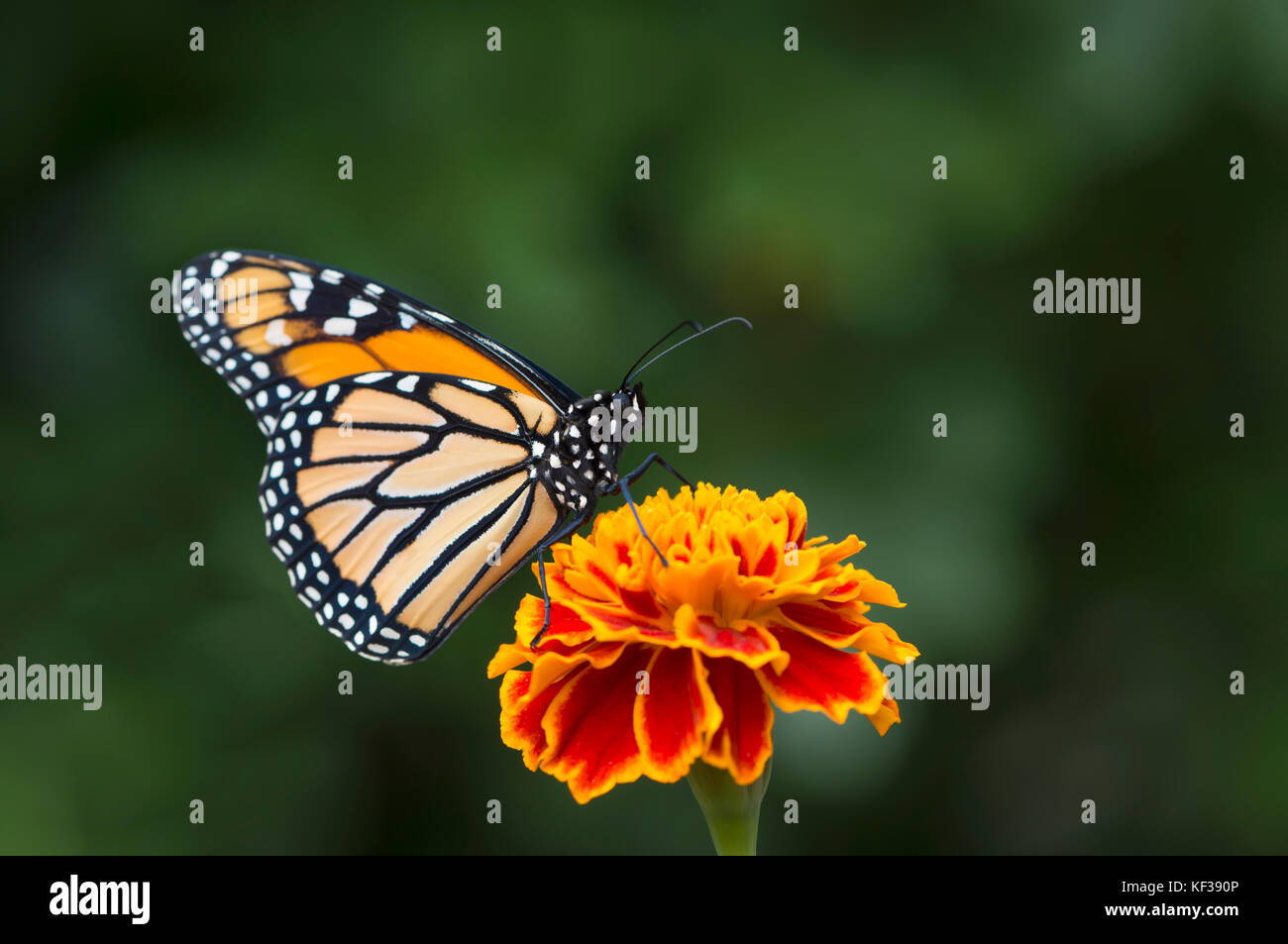 Monarch butterfly Danaus Plexippus male on a flower - side view Stock ...