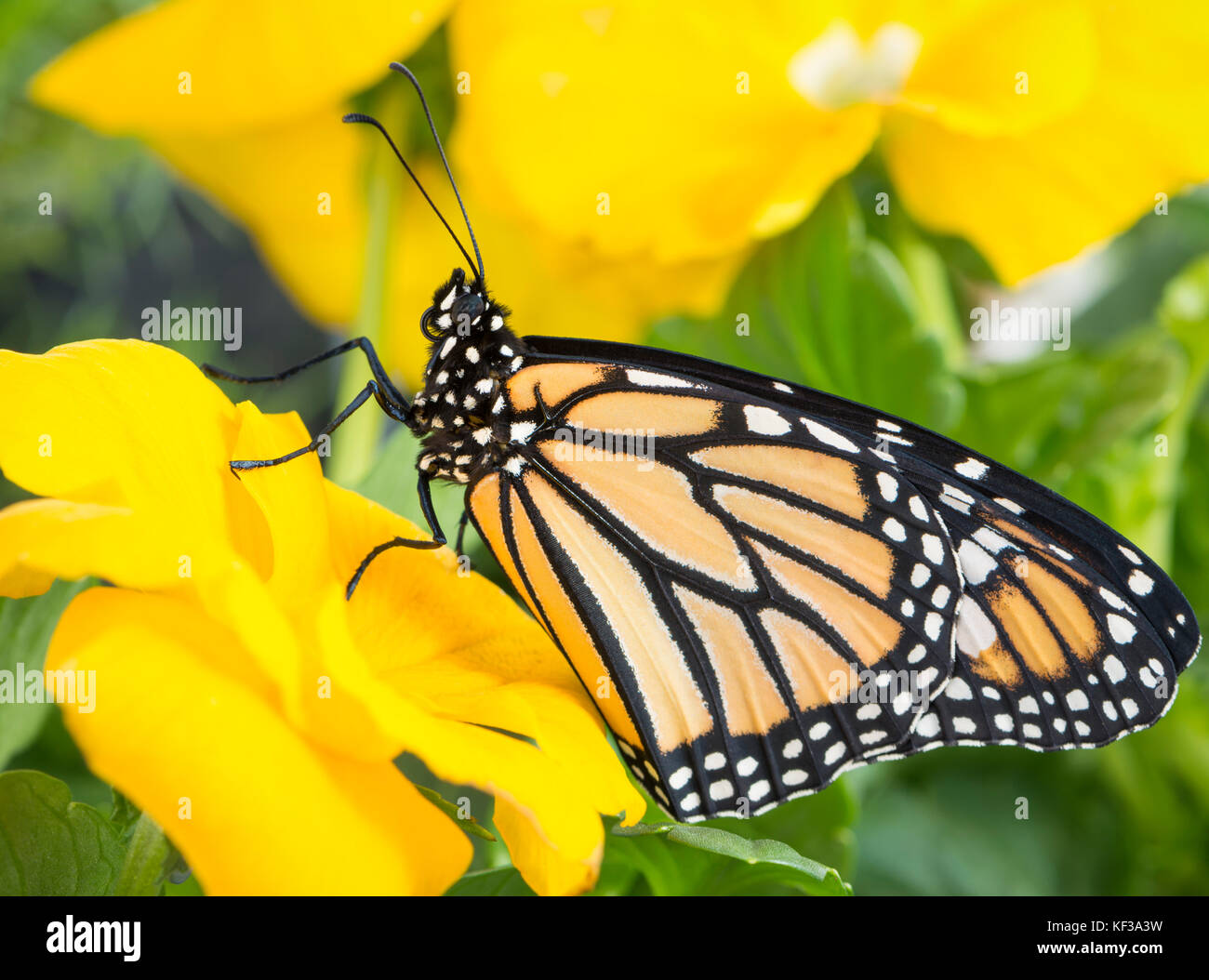 Monarch butterfly Danaus Plexippus female resting on a vibrant yellow ...