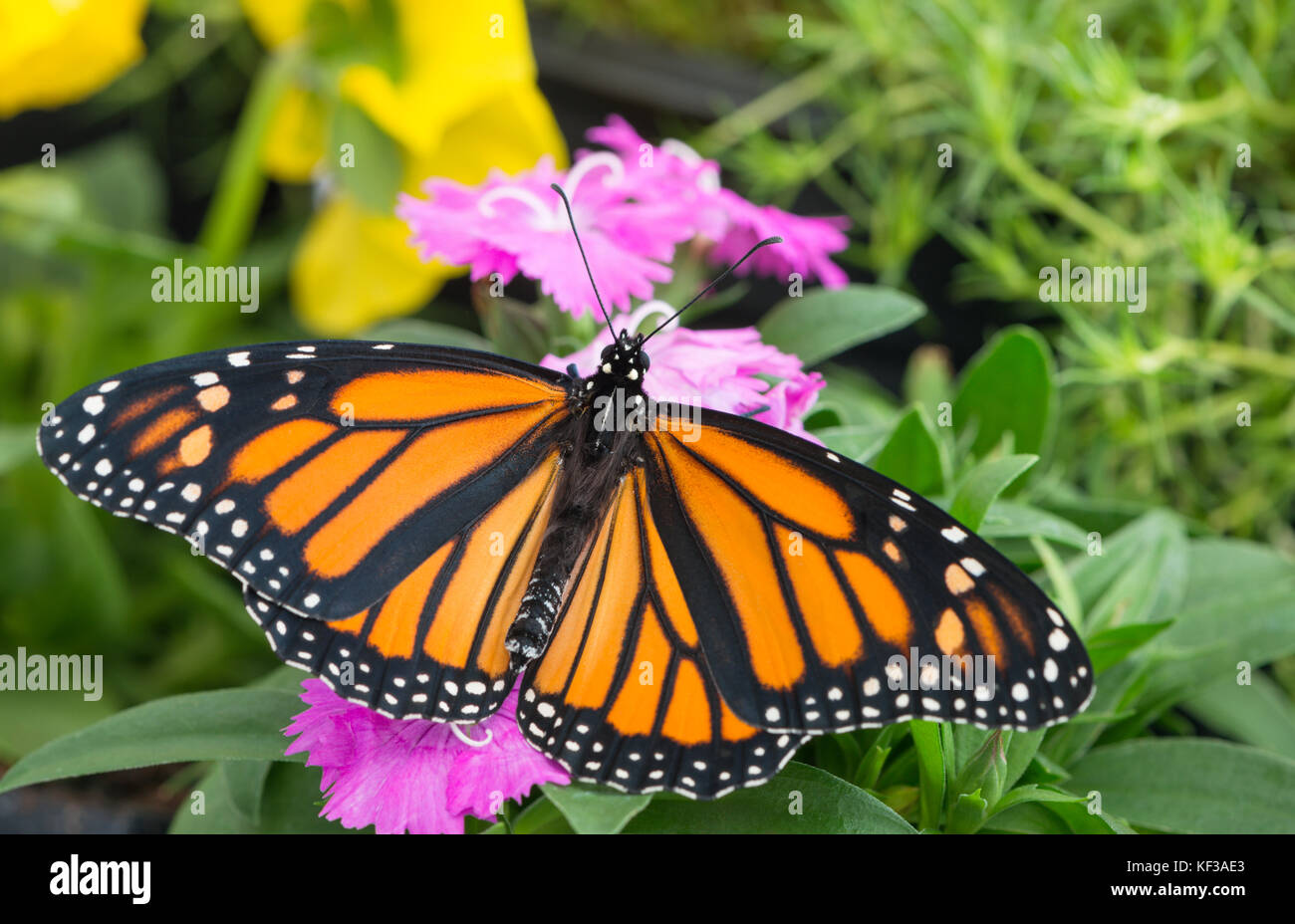 Monarch butterfly Danaus Plexippus female with spread wings on a pink dianthus flower - top view Stock Photo