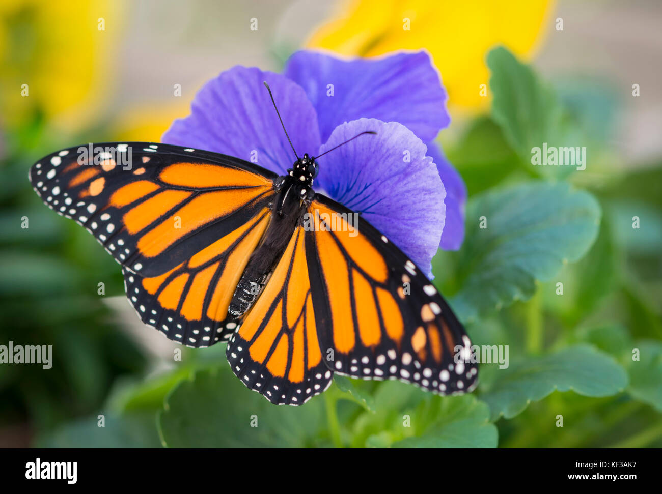 Monarch butterfly Danaus Plexippus  female with spread wings on a purple flower - top view Stock Photo