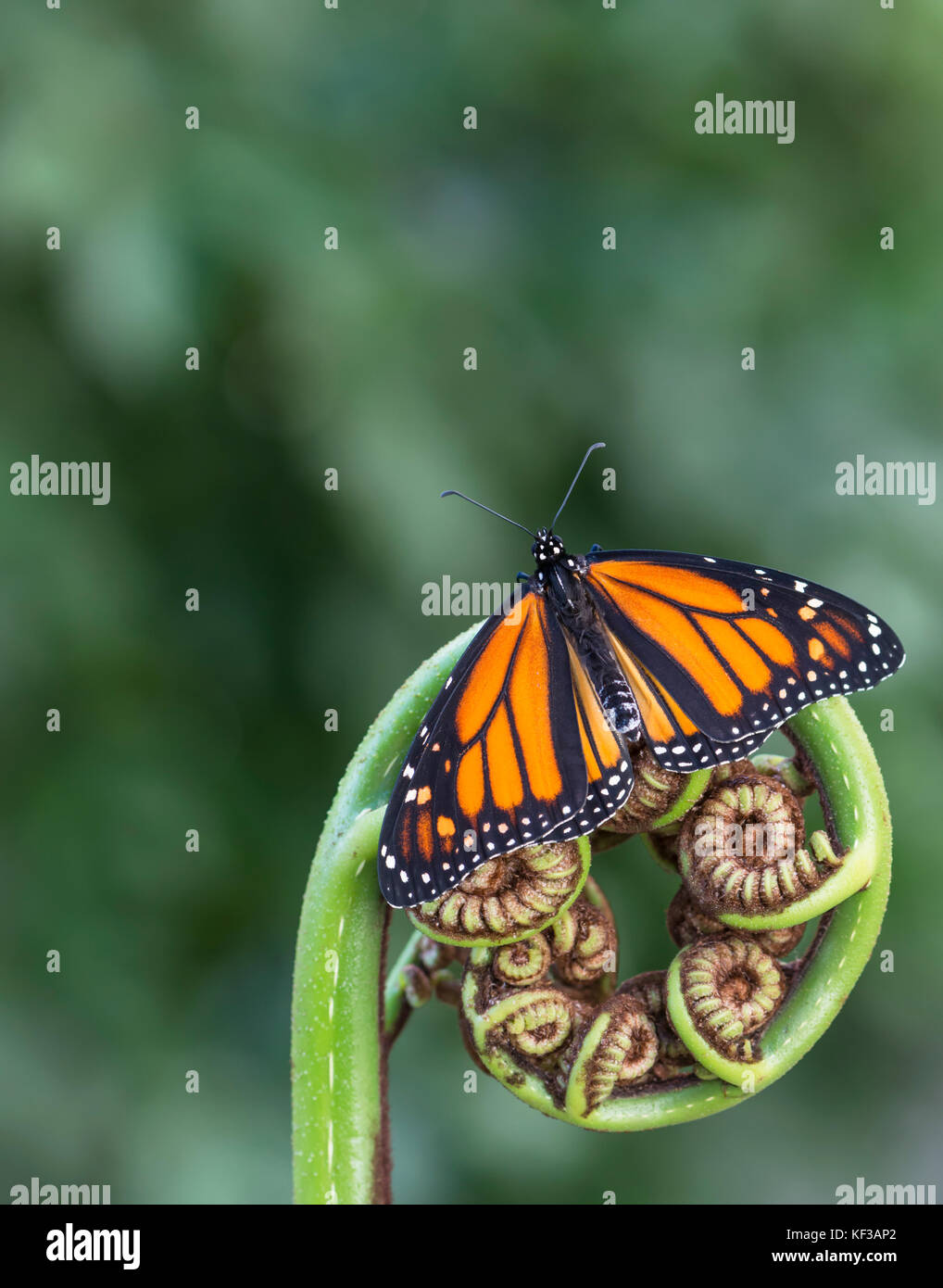 Monarch butterfly Danaus Plexippus female resting on a fern frond (koru) with spread wings on a soft natural green background - top view Stock Photo
