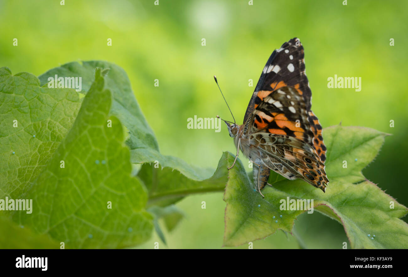Painted lady egg butterfly hires stock photography and images Alamy