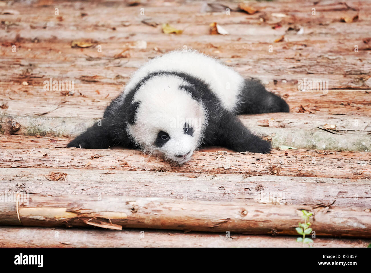 cute giant panda cubs