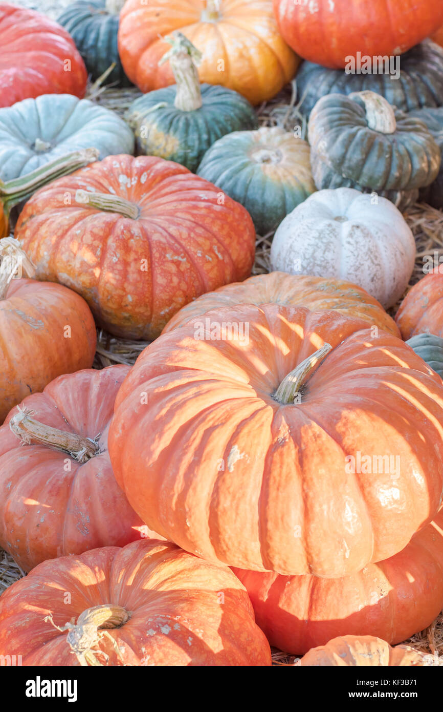 Fairytale pumpkins on the vine in a pumpkin patch symbolizing halloween, thanksgiving, fall and autumn. Stock Photo
