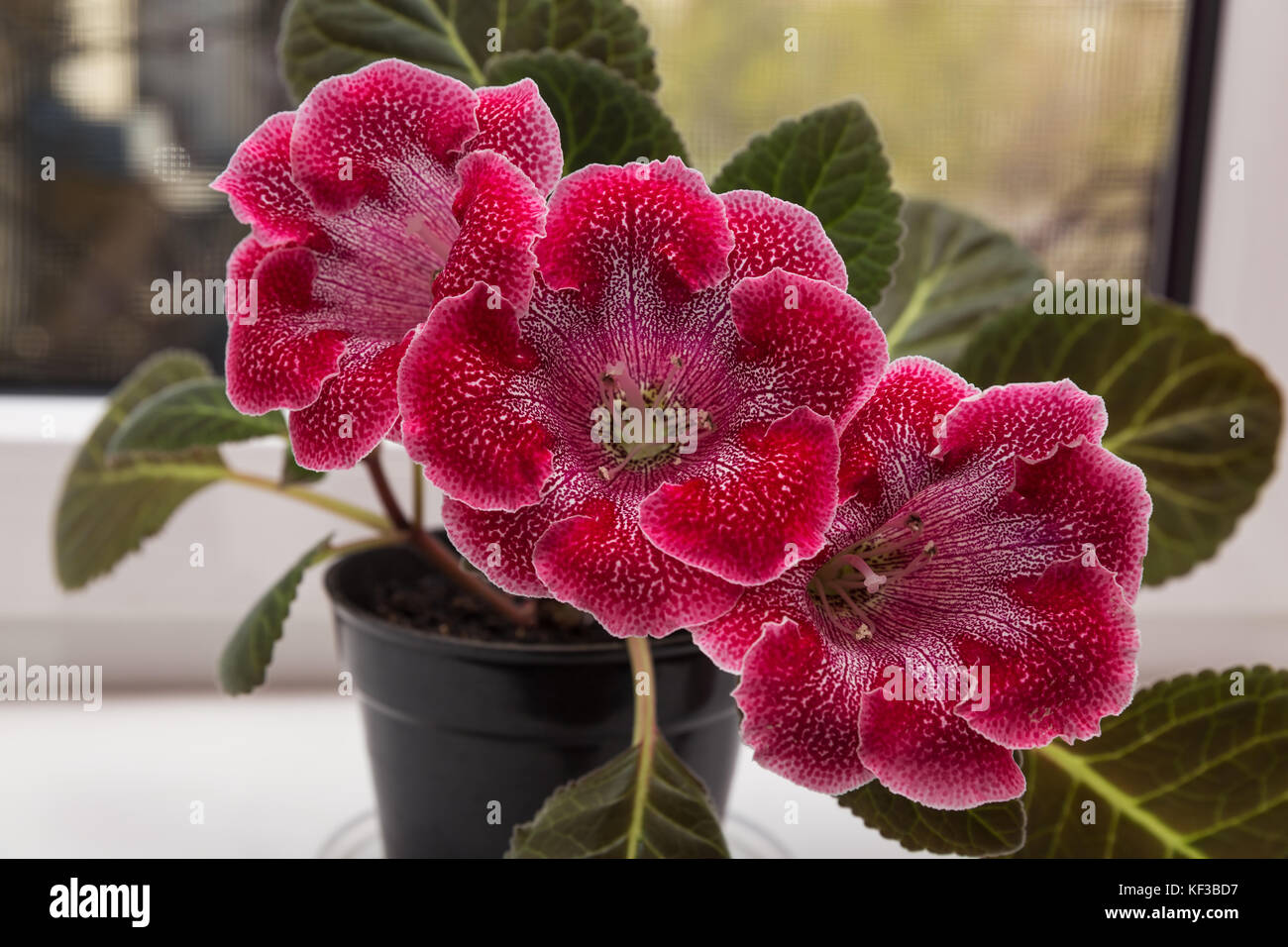 Hook gloxinia 46 Hook gloxinia 60