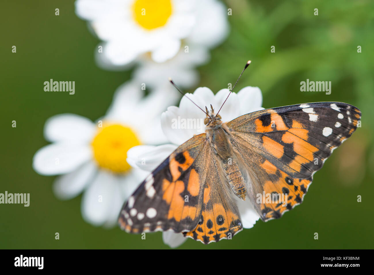Painted lady Vanessa Cardui butterfly with wings spread on a white common daisy flower - top view Stock Photo