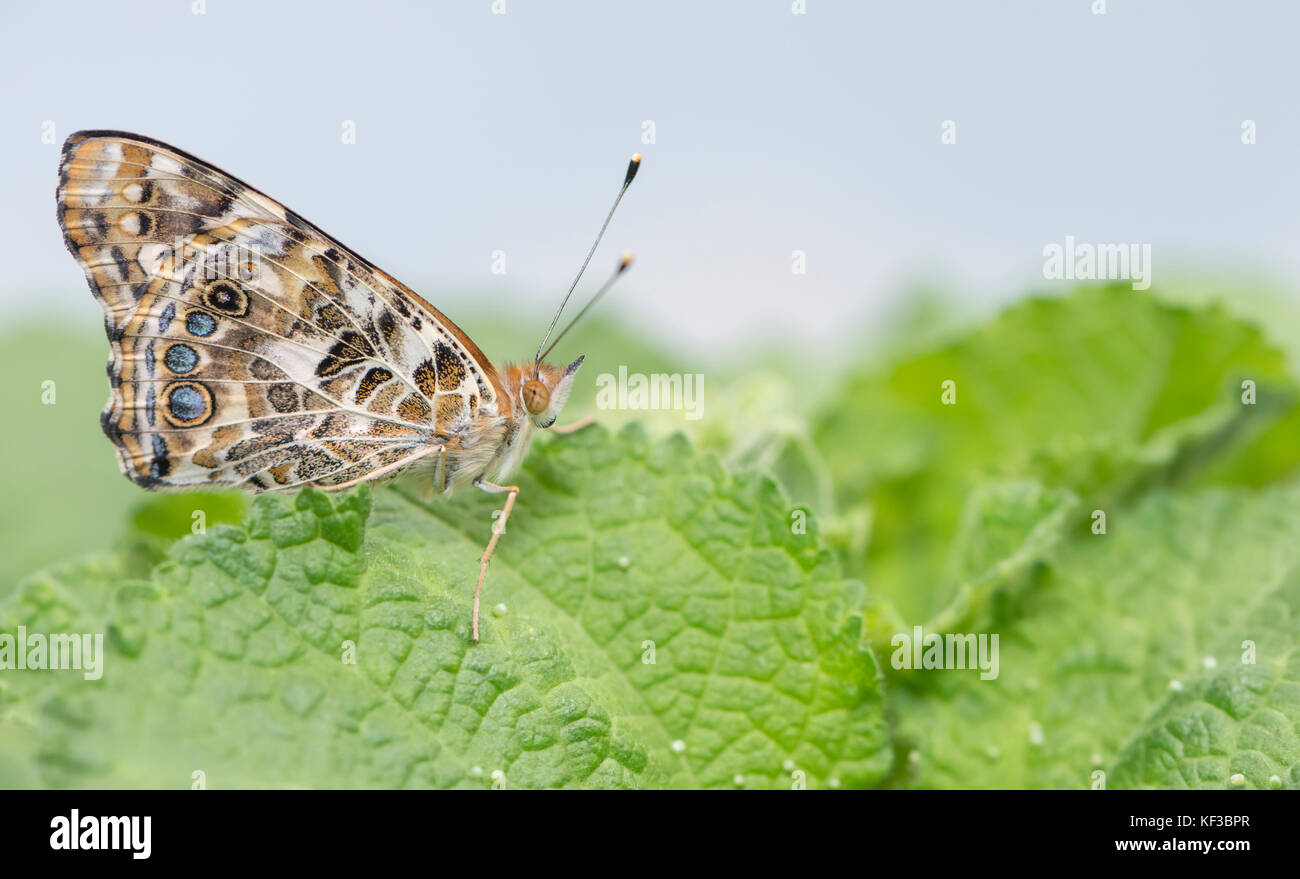 Painted lady female butterfly on a hollyhock leaf surrounded by butterfly eggs Stock Photo