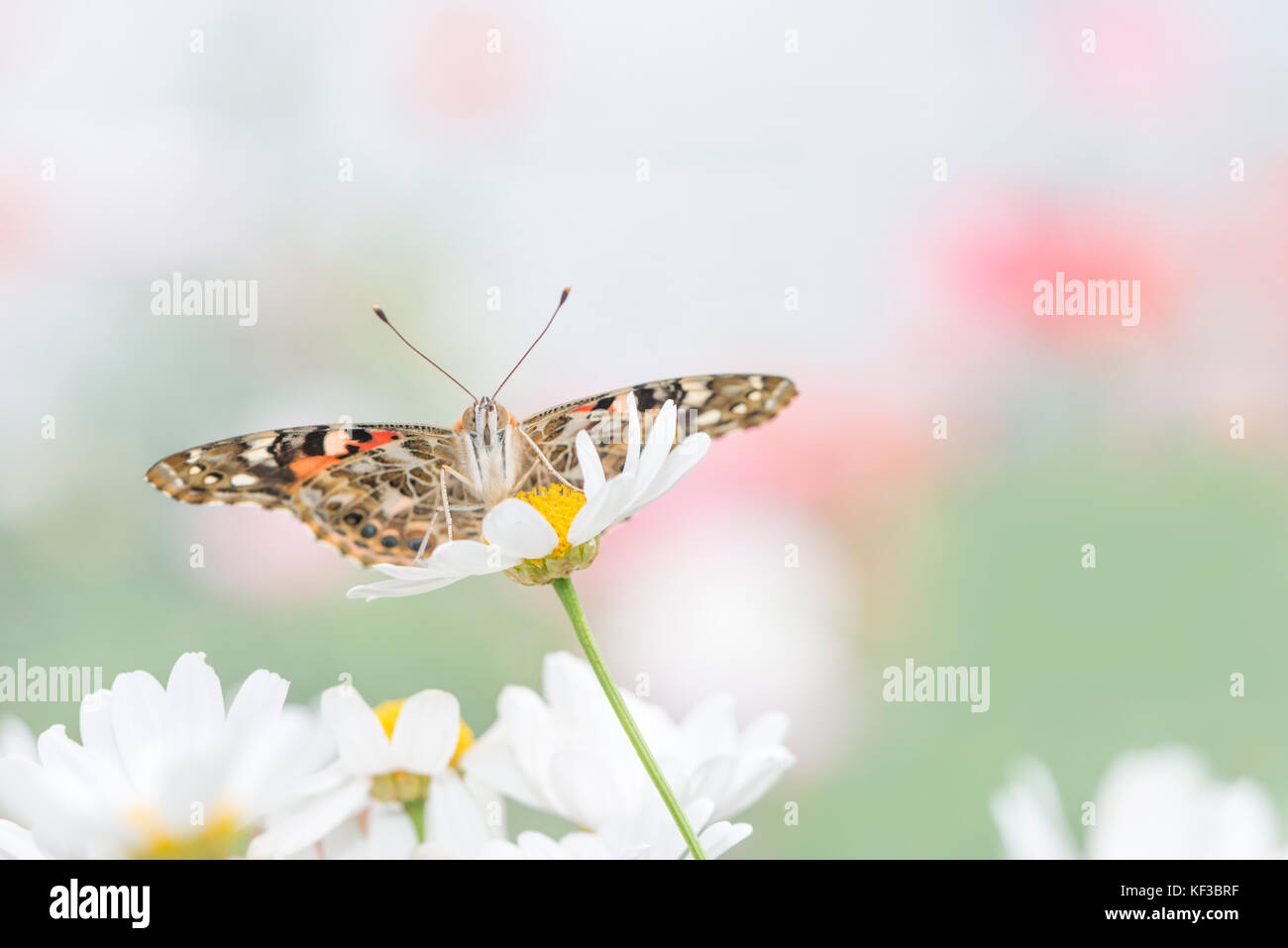 Painted lady Vanessa Cardui butterfly with wings spread on a white common daisy flower - front view Stock Photo