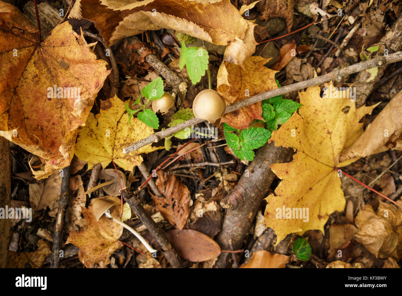 autumn foliage in the forest Stock Photo - Alamy