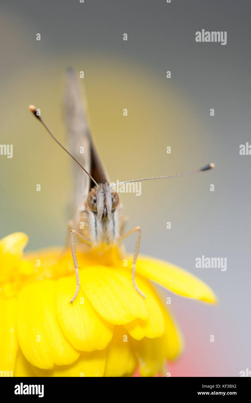 The face of a Painted Lady butterfly on a bright yellow flower. Shallow depth of field. Stock Photo