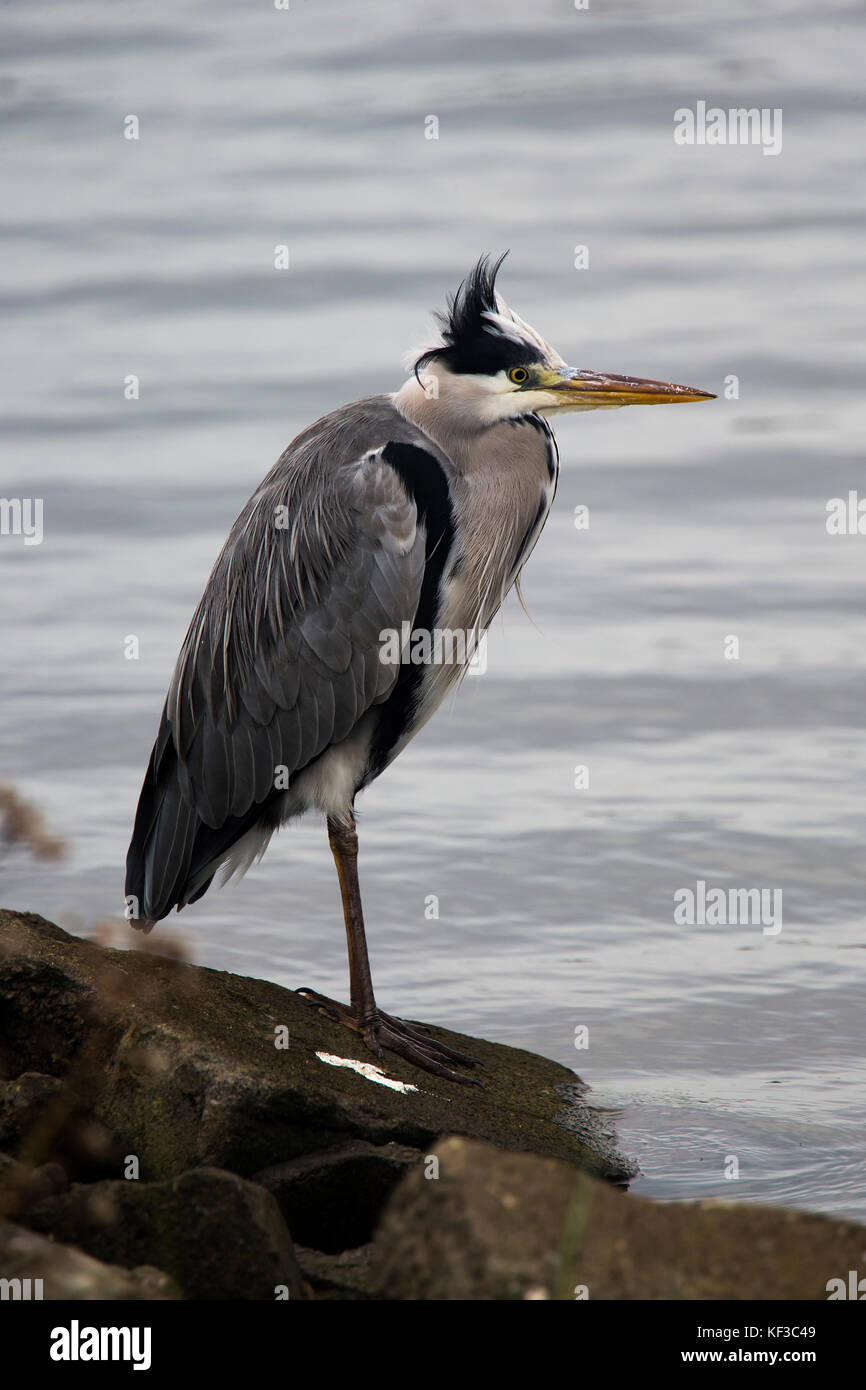 Photo of a Grey Heron standing on a Rock beside the Water Stock Photo