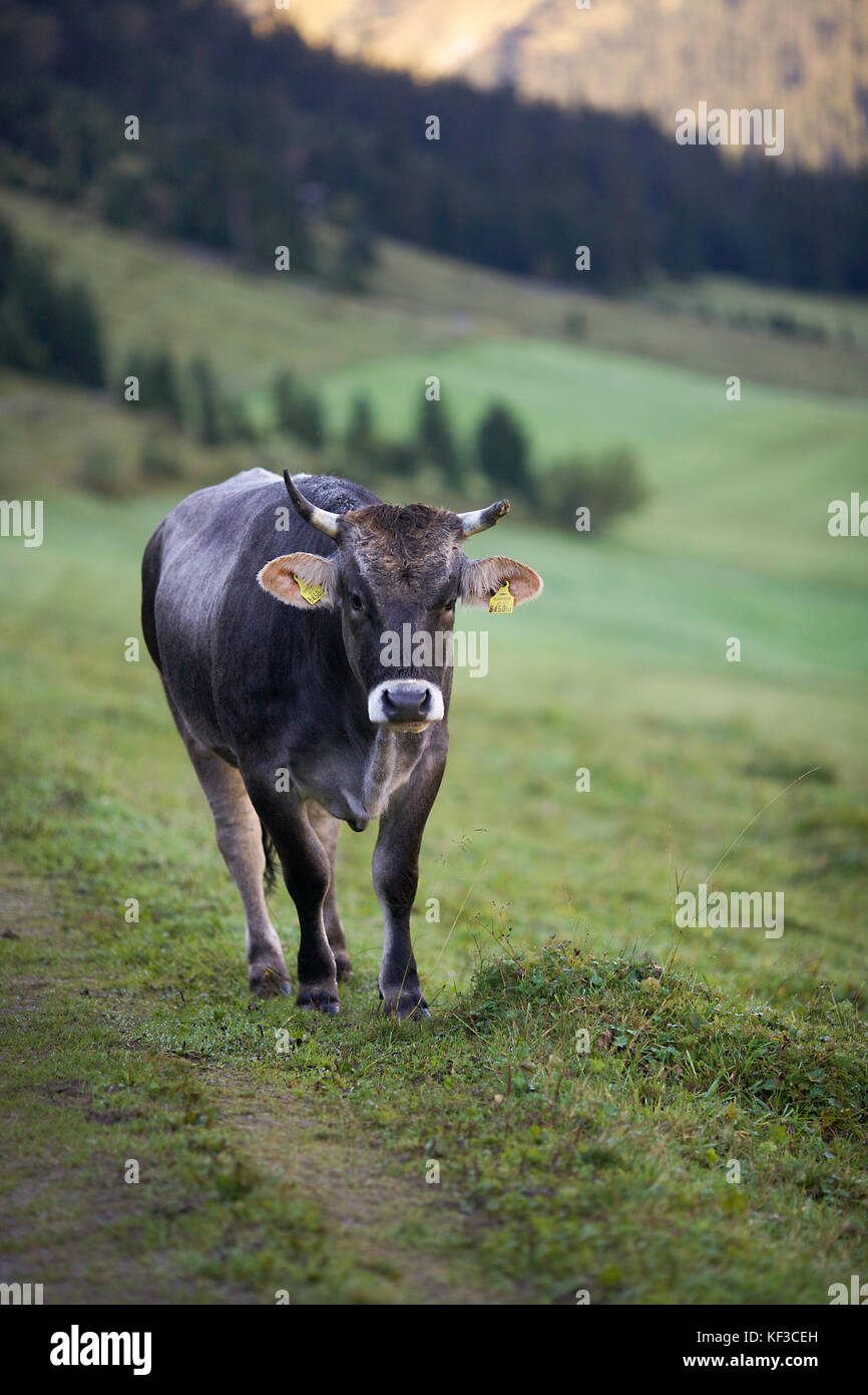 Cattle in the valley  Lech, Austria Stock Photo