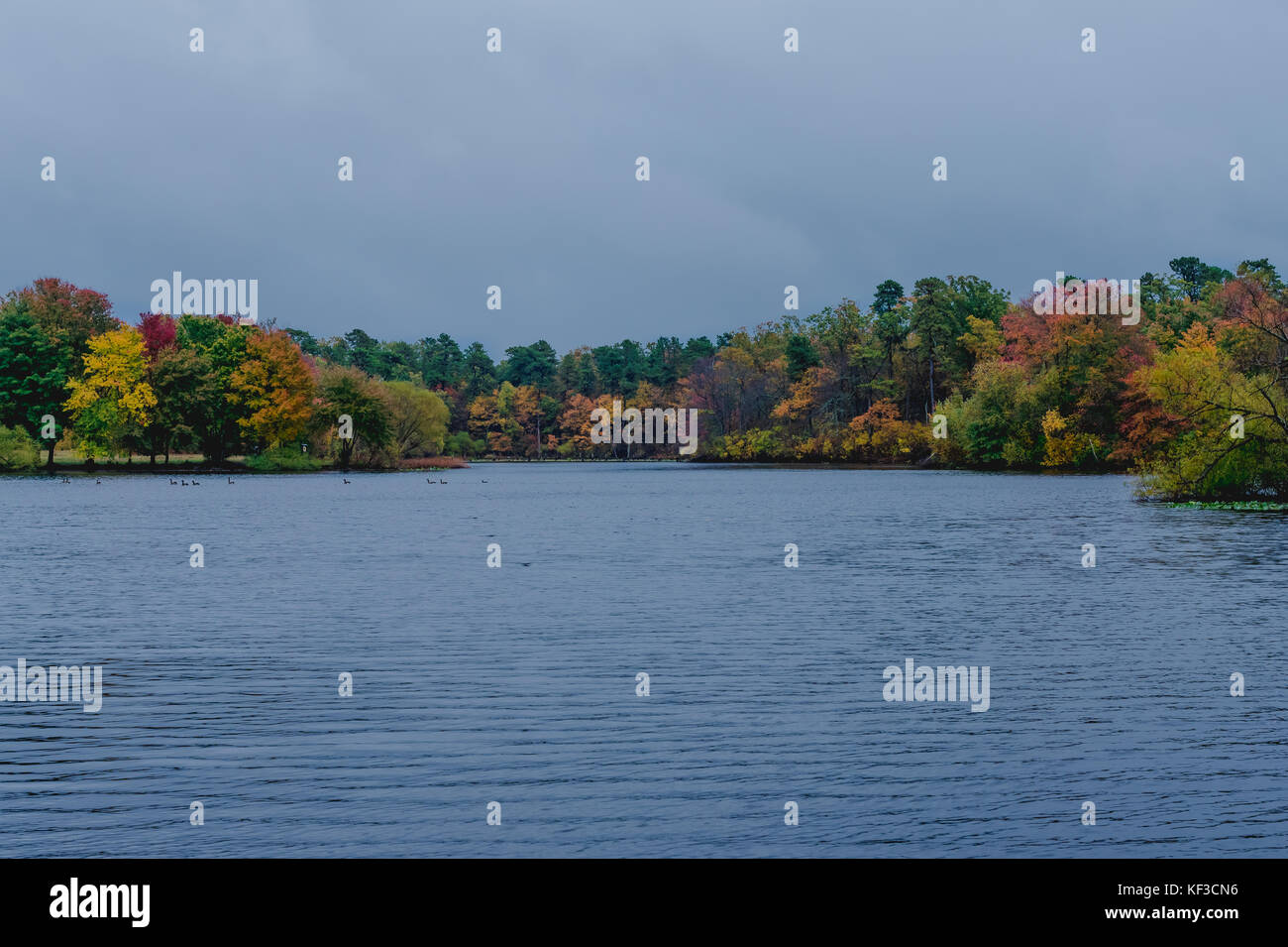 Bold autumn colors  stand out as the leaves turn  on the trees surrounding a lake on a rainy day. Stock Photo