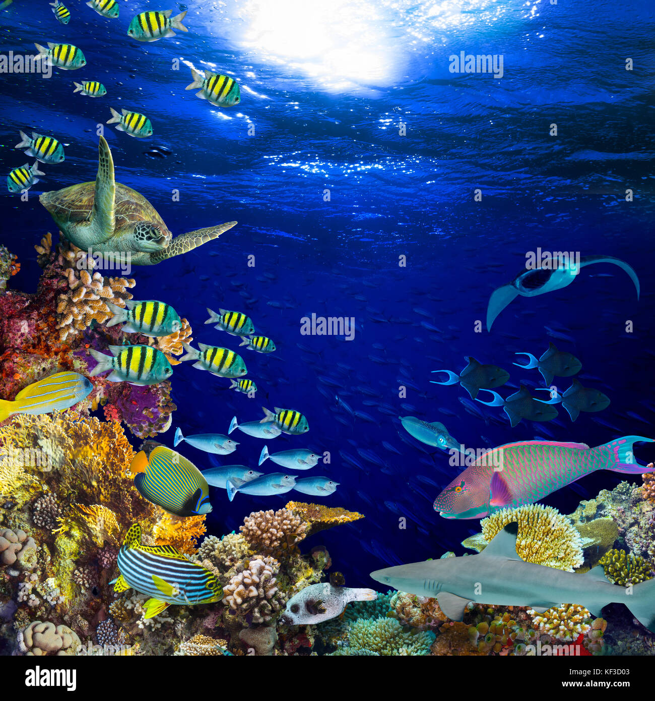 underwater coral reef landscape square quadratic background in the ...