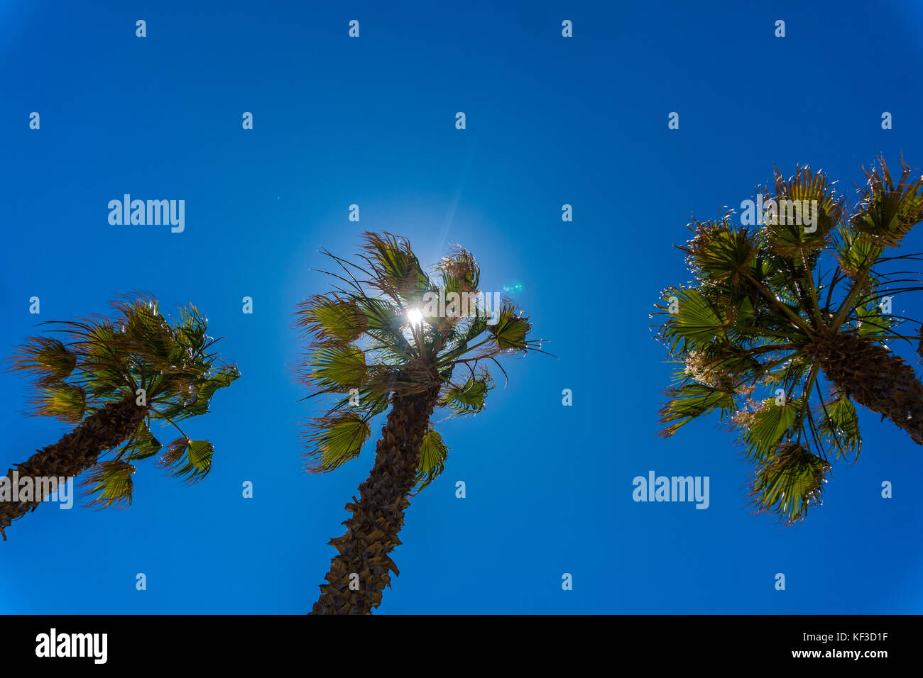 Palm trees on a blue sky background Stock Photo - Alamy