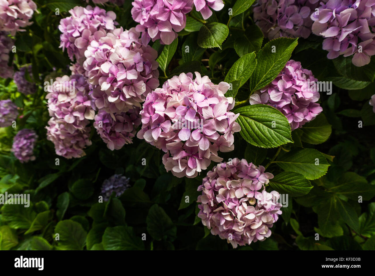 Bush of pink flower hydrangea blooming in the garden Stock Photo - Alamy