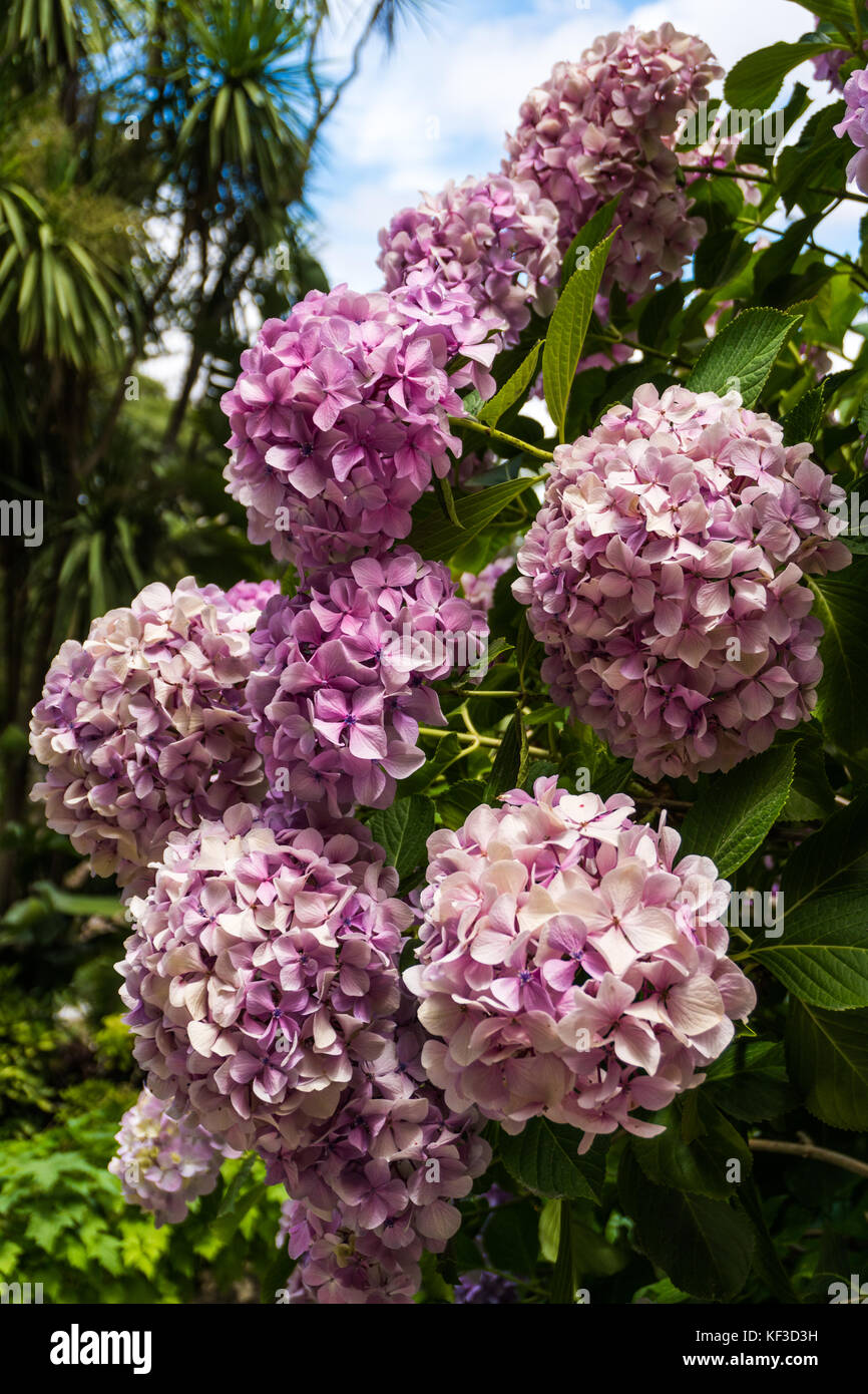 Bush of pink flower hydrangea blooming in the garden Stock Photo - Alamy