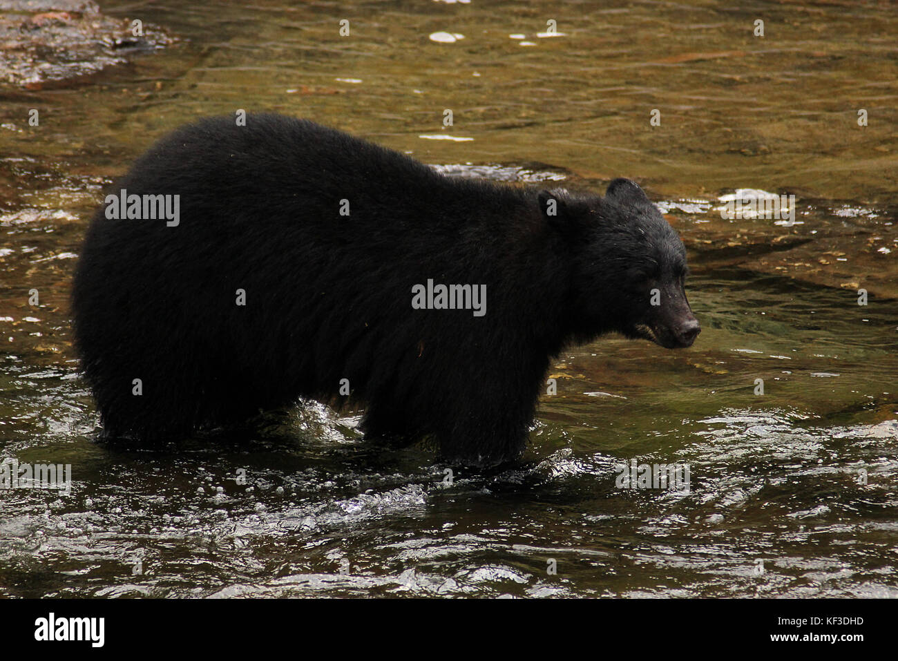 Black Bear wading in the Stamp River in Port Alberni on Canada's Vancouver Island Stock Photo