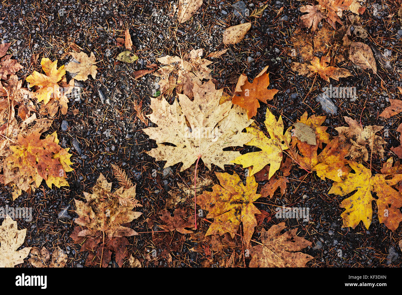Fallen leaves from a Canadian maple tree.  Vancouver Island, BC Canada Stock Photo