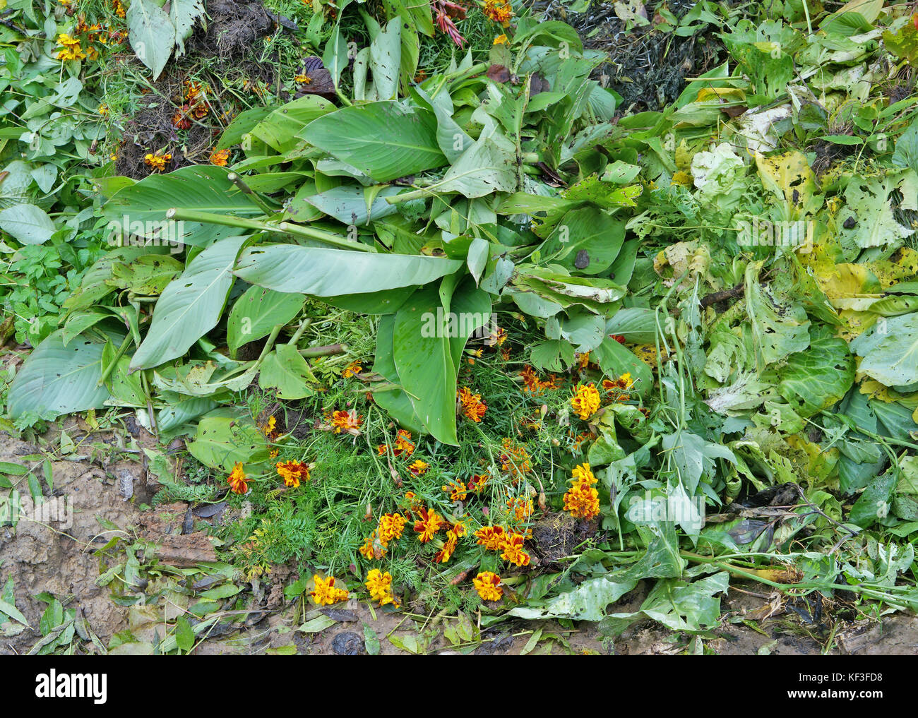 Autumn dying Maridolds flowers on garbage wast dump in forest near the