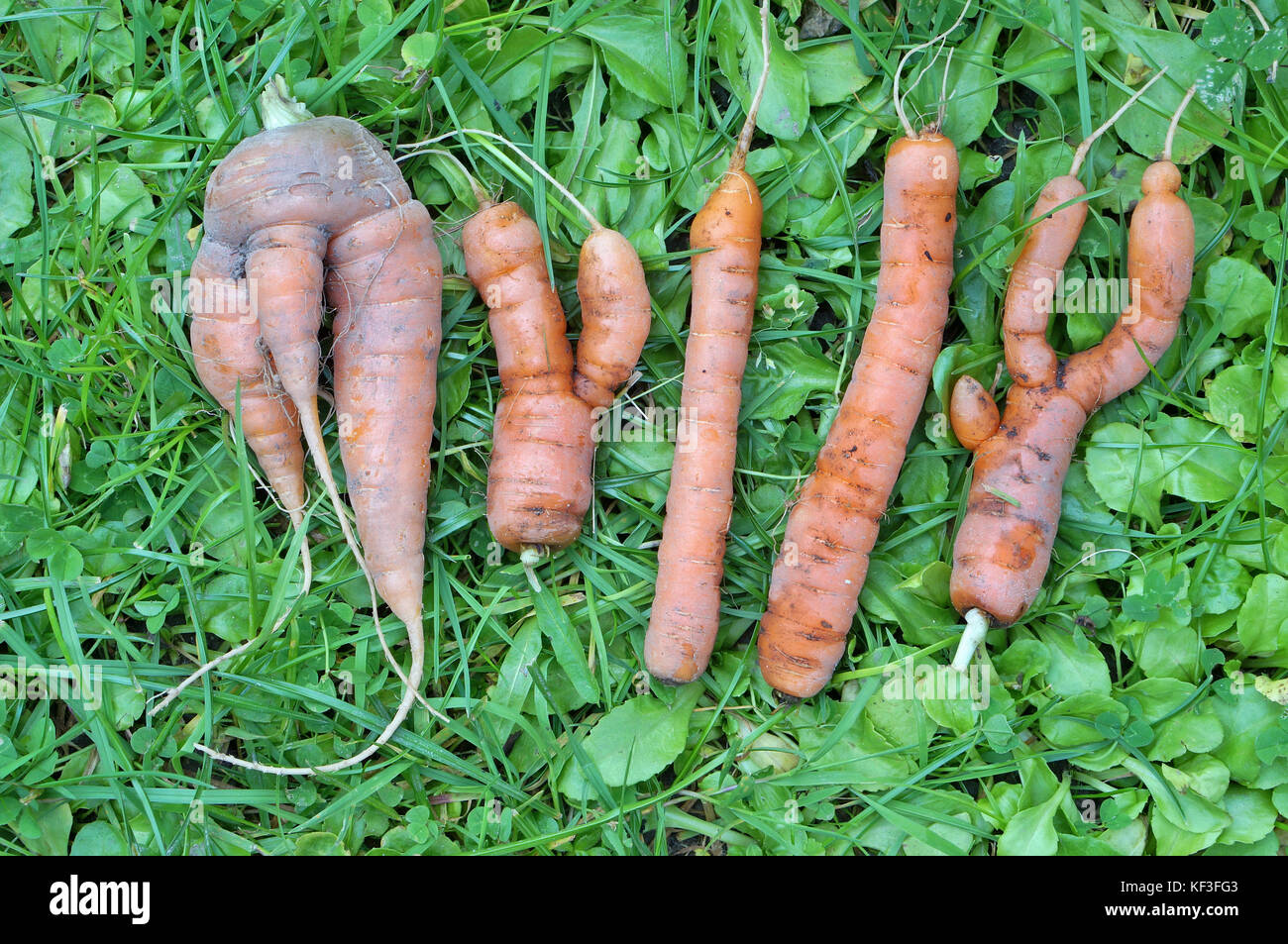 The abstract word 'MYLLY' is made from ugly carrots on green grass Stock Photo