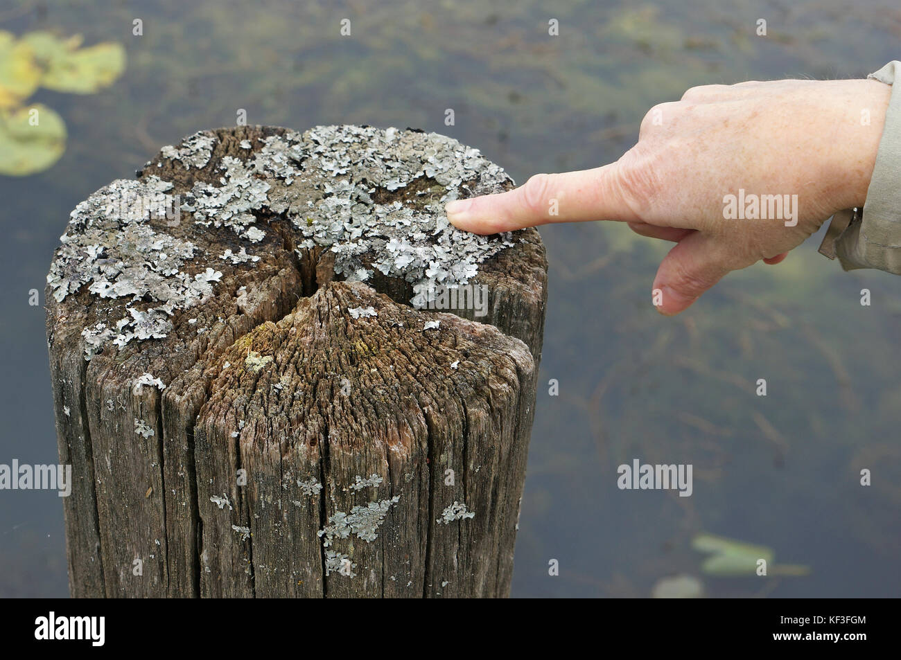 It is a gray lichen that grows on a rotten old tree near a forest lake. The finger of the right hand of the elderly grandmother points to the center o Stock Photo
