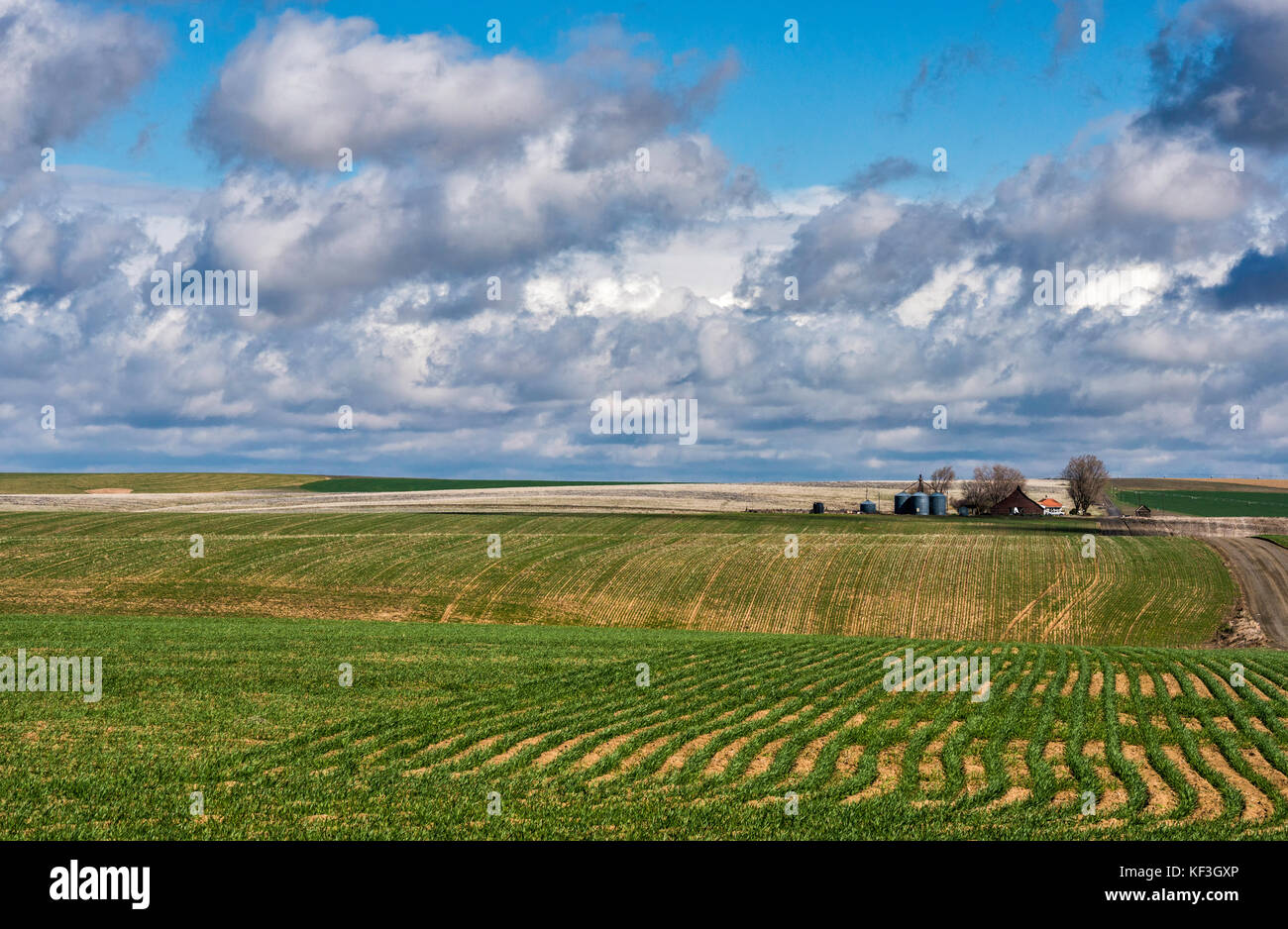 Cumulus and Cumulonimbus clouds over farm at Umatillo Plateau, part of