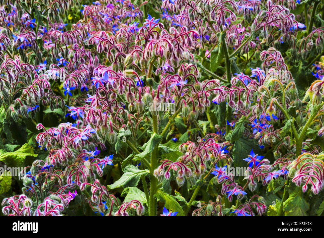 Borage, which has many uses as a food plant and dietary supplement