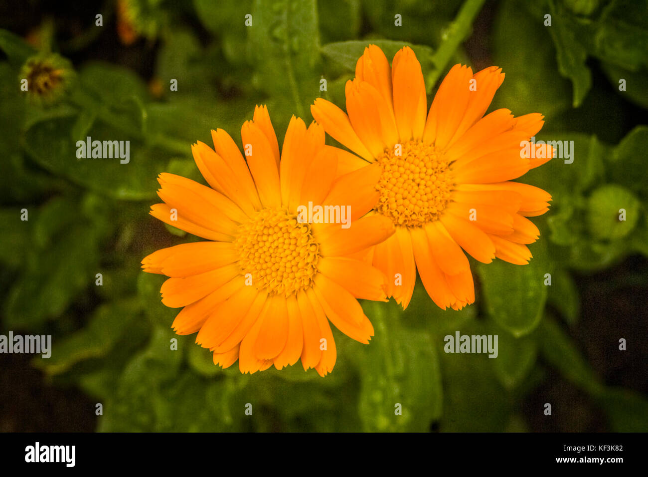 Marigold or calendula flower, an edible plant also used in industry. Stock Photo