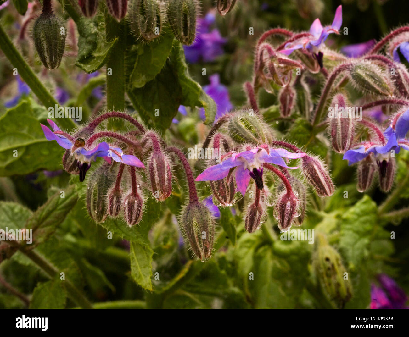 Borage, which has many uses as a food plant and dietary supplement