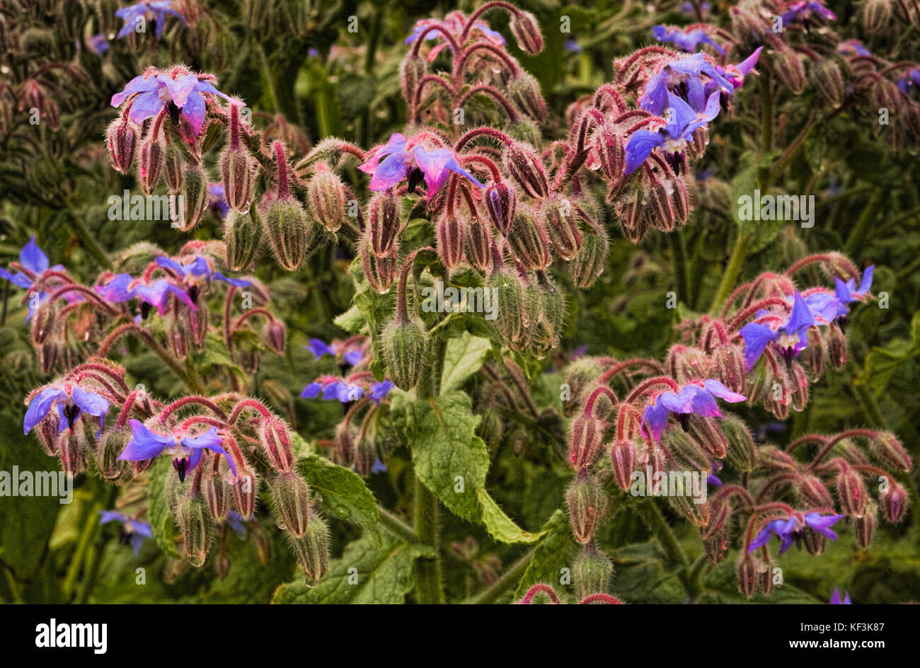 Borage, which has many uses as a food plant and dietary supplement