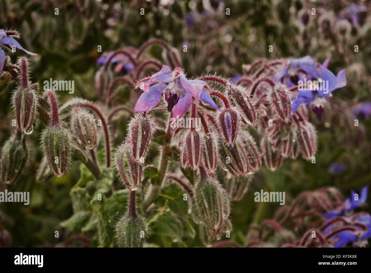 Borage, which has many uses as a food plant and dietary supplement