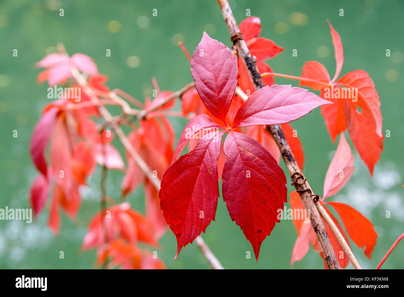 Close-up view of the bright red leaf of a Virginia creeper plant at fall, with its five leaflets, against a green background. Stock Photo