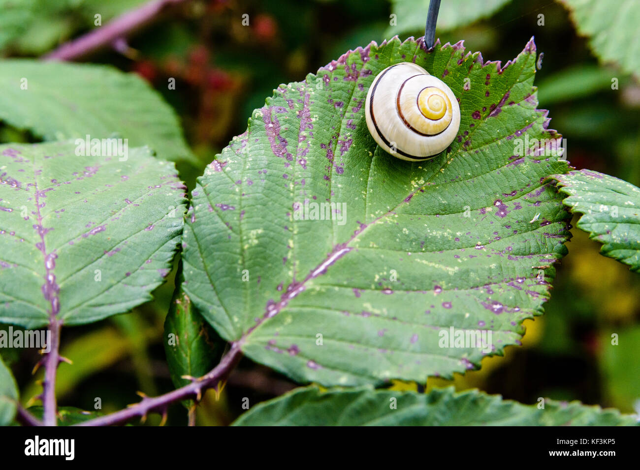 A garden banded snail with a pearly white coiled shell waiting for the rain on a bramble leaf. Stock Photo